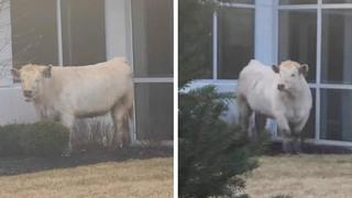 Vaca paraliza el tráfico en su huida de la policía y acaba en un local de comida rápida