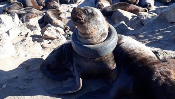 El mamífero marino fue rescatado gracias a la oportuna intervención de un grupo animalista. (Foto: Fundación Fauna Argentina en Facebook)