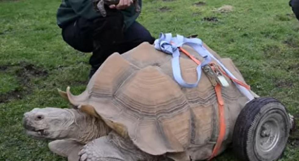 Bert, la única tortuga macho de un parque temático inglés, está discapacitada. (Foto: Captura YouTube)