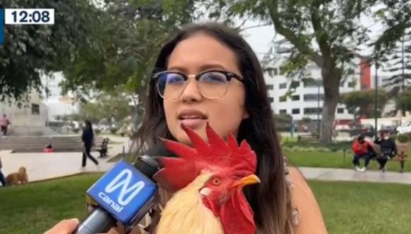 'Claudio' es un gallo que es criado como mascota por la joven Naomi Sotillo, en Jesús María. (Captura: Canal N)