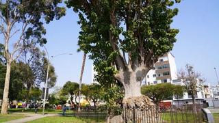 Pueblo Libre: conoce todo sobre el árbol que plantó el libertador San Martín hace 200 años