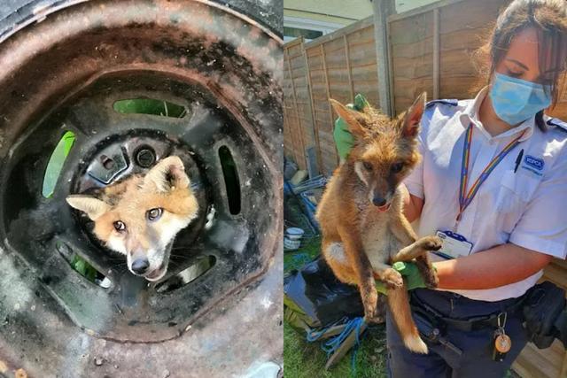 La cabeza de un zorro quedó atrapada en la llanta de un auto cuando curioseaba por el jardín de una casa en una ciudad ubicada al sur de Londres. (Fotos: RSPCA en Facebook)
