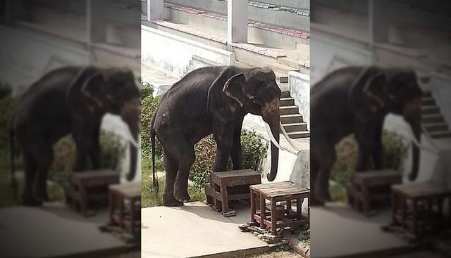 Un video viral grabado en Tailandia y publicado en YouTube muestra a un famélico elefante siendo obligado a hacer piruetas en un zoológico.