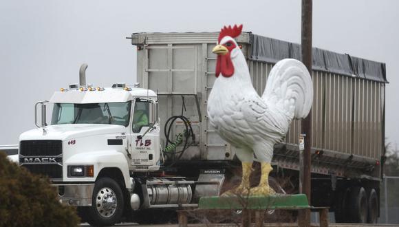 Las granjas avícolas han estado haciendo frente a un brote de gripe aviar. (GETTY IMAGES)