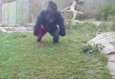 YouTube: Se burlaron de un gorila, y esto fue lo que les pasó