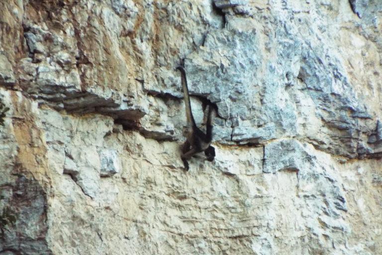 La expedición que salió en busca del maquisapa de frente amarilla recorrió las regiones de Amazonas, San Martín, La Libertad y Huánuco. Foto: Luis López.