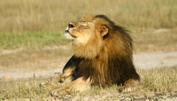 EE.UU.: Proponen "ley Cecil" contra la caza de animales trofeo