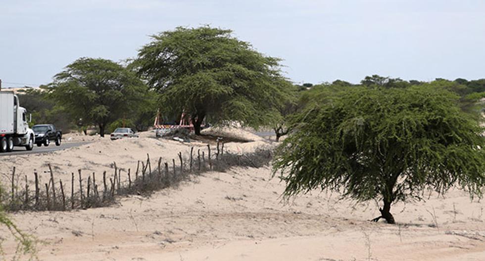 En Sechura (Piura) se sembraron más de 500 hectáreas con algarrobo. (Foto: Andina)