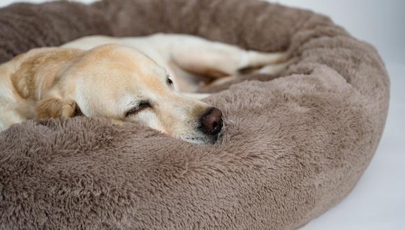 Un detalle importante es que elijas la cama según el tamaño de tu perro: mide el largo de su lomo para que al acostarse este cómodo. (Foto: Shutterstock)
