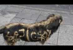 Argentina: Indignación por sujetos que pintaron grafitis en perro