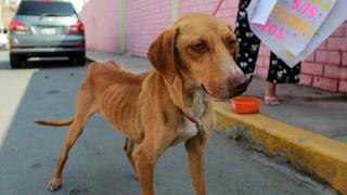 Chorrillos: rescatan animalitos víctimas de maltrato | FOTOS