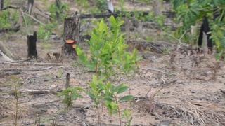 Puerto Nuevo: invasiones y narcotráfico en la comunidad más deforestada de Ucayali 