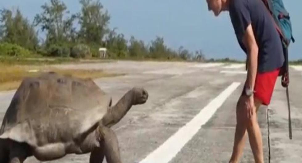Presentador de National Geographic interrumpió a dos tortugas cuando copulaban. (Foto: YouTube)