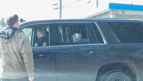 Un curiosa historia ocurrió en Oregon, Estados Unidos. Un travieso can fue arrestado por perturbar la tranquilidad de un venado. Su dueña contó la historia en Twitter. (Foto: captura)