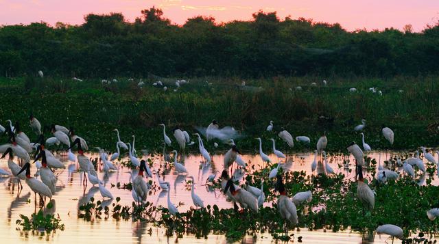 Conoce Pantanal, el humedal de Sudamérica más grande del mundo - 2