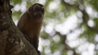 OMS señala que brote de viruela del mono se debe a contagio entre personas y no de animales a humanos 