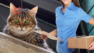 Una gata deja salir su lado ‘salvaje’ cada vez que la cartera llega a su hogar y se hace viral