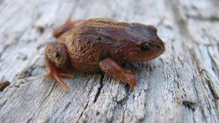 Descubren una nueva especie de rana en Cusco