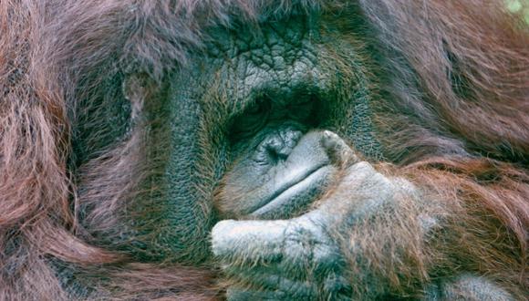 Cómo revisar los dientes a un orangután