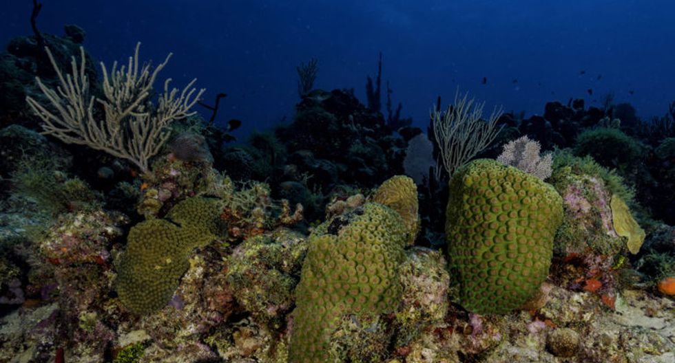 A 1,5 °C, el 75 % de los arrecifes de coral morirá, a dos grados prácticamente todos los arrecifes de coral desaparecerán.