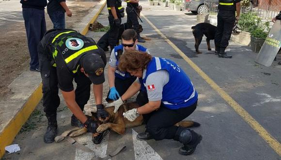 La Municipalidad de La Molina informó, a través de Twitter, que el pastor alemán es atendido en la veterinaria municipal. (Difusión)