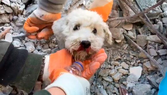 Terremoto en Turquía: ¿cómo fue el emotivo rescate de un perrito atrapado bajo los escombros? | Foto: Twitter