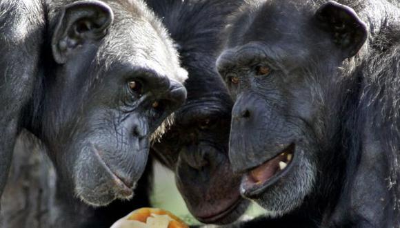 El chimpancé crea lazos de amistad de forma similar al humano