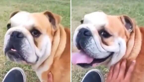 La reacción de este perro tras escuchar que su amo le dijo "feo" causa sensación en las redes sociales | Foto: Facebook / Telehit