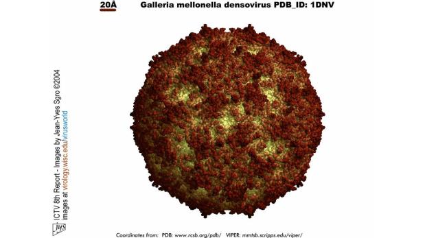 Te presentamos al virus protector