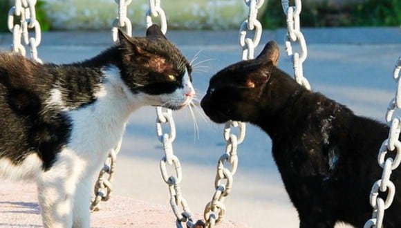 Dos gatos han protagonizado una pelea muy comentada en YouTube. (Pixabay)