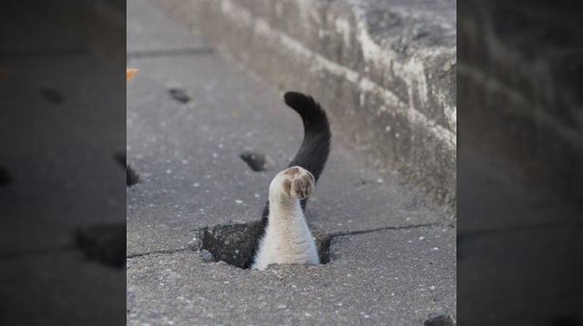 Fotógrafo captó a los gatos más divertidos de las alcantarillas - 9