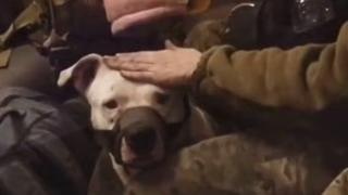 Adik, el perro que soldados rusos robaron en Ucrania y ha regresado en un intercambio de prisioneros por Año Nuevo