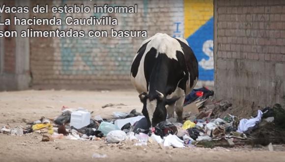 Vacas se alimentan con residuos orgánicos en calles de Carabayllo. (Imagen: Andina)