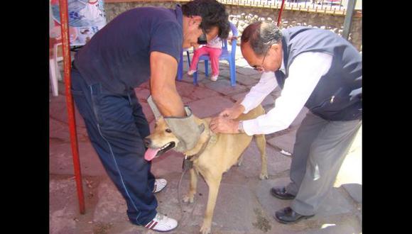 Arequipa y Camaná seguirán en emergencia por rabia canina