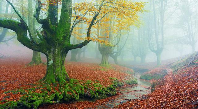 Un bosque encantado en el corazón del País Vasco - 2