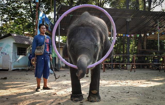 En Ban Ta Klang se adiestra a la mayoría de los elefantes que acaban en "centros de rescate" donde en realidad son entrenados para que aprendan trucos y luego ser vendidos. (AFP / Lillian SUWANRUMPHA).