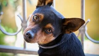 La peculiar reacción de un perro al ver a su ama devorando una sabrosa pizza