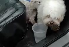 Pueblo Libre: Serenazgo rompió luna de auto y salvó a perro de morir deshidratado