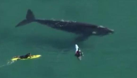 Tres jóvenes surfean con una ballena en Australia