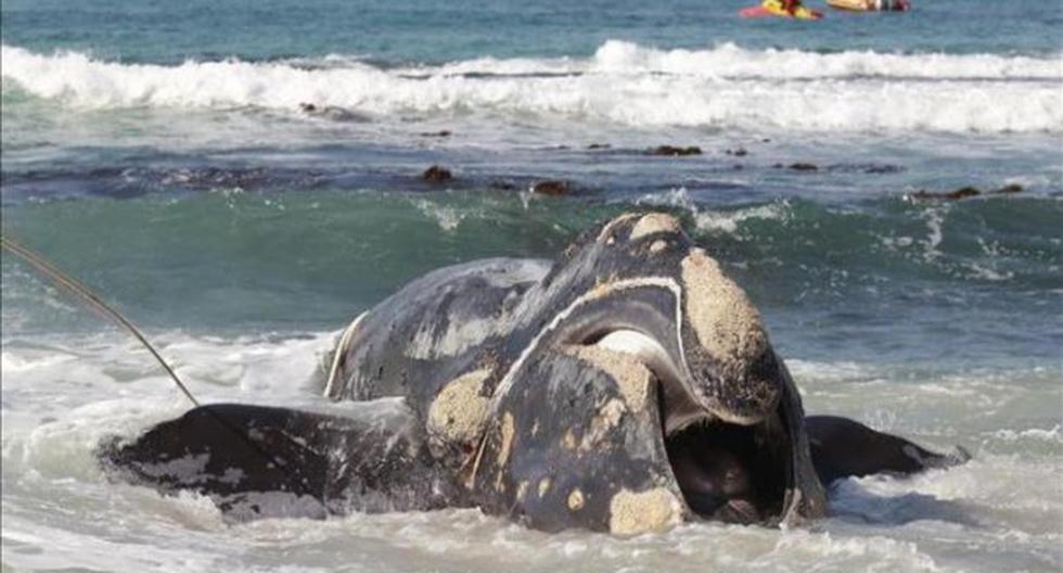 Las ballenas estuvieron varadas en la playa de varadas en Neptune Beach. (Foto: EFE)