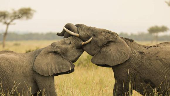 Los elefantes usan las trompas para saludar, consentir, amenazar y refrescarse. (Foto referencial, Camilo Serrano).
