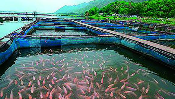 En la acuicultura hay un importante futuro para la pesca, la industria exportadora y la alimentación. (Foto: GEC)