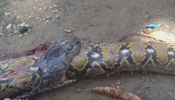 Pobladores en Filipina abrieron a una cobra muerta y encontraron algo realmente espeluznante: una enorme pitón. (Foto: Captura Youtube)