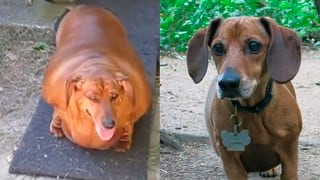 !Increíble transformación! el antes y después de estos 5 perros te sorprenderán