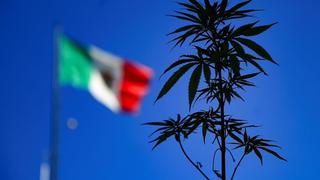 ¿Qué permite y qué prohíbe la ley de consumo lúdico de marihuana en México, cuánto es la posesión máxima?