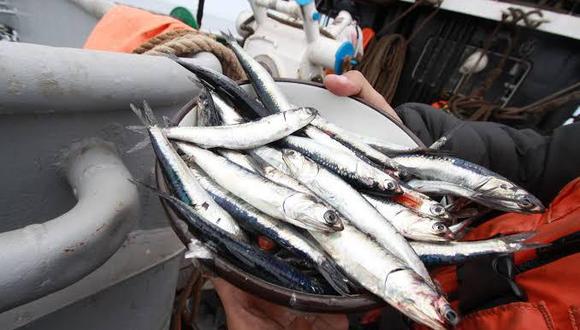 PBI Pesca y Acuícola crecería 2.6% en 2020, sustentado en la extracción de la anchoveta para consumo humano indirecto (+19.5%). (Foto: Produce)