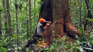 ADEX: Sector forestal tiene el potencial de generar 400.000 puestos de trabajo formales