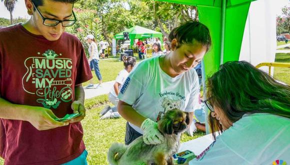 Esta campaña contará con la presencia de veterinarios experimentados que brindarán los servicios de desparasitación, aplicación antipulgas y más. (Foto: Municipalidad de Surquillo/Fundación Rayito)