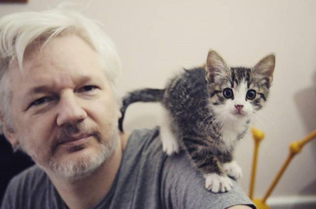Julian Assange fue arrestado este jueves por la policía británica y desalojado de la embajada de Ecuador. (Instagram: Embassy Cat)