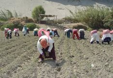 Sector agrario | El Comercio Perú